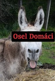 Osel domácí