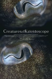 Creatures of the Kaleidoscope