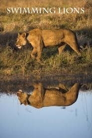 Swimming Lions