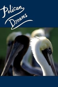 Pelican Dreams