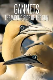 Gannets: The Wrong Side of the Run