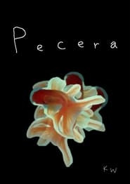 Pecera