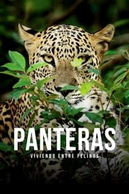 Panteras: viviendo entre felinos