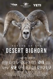 Return of the Desert Bighorn