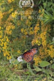 Mariposas Azules Del Cerro Del Topo Chico