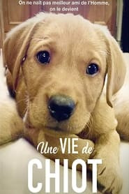 Une vie de chiot