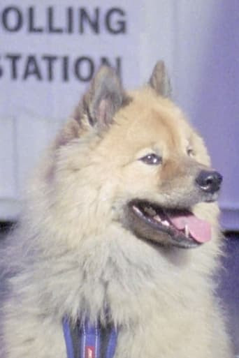 Dogs at Polling Stations