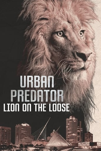 Urban Predator: Lion on the Loose