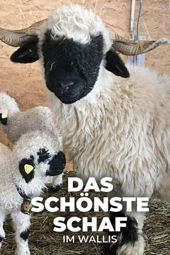 Das schönste Schaf im Wallis