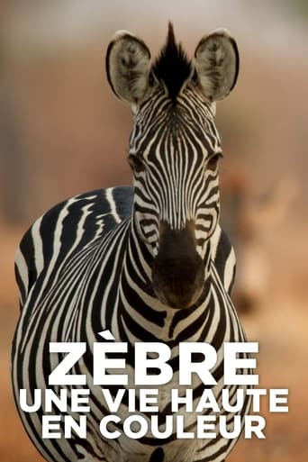 Zebre, une vie haute en couleur