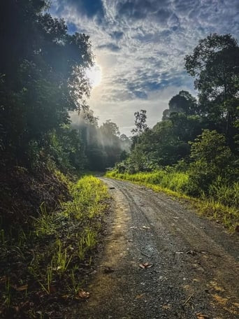 Dans la jungle de Bornéo