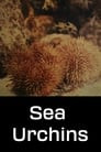 Sea Urchins