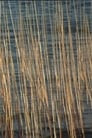 Bulrushes