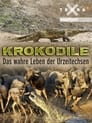 Krokodile - das wahre Leben der Urzeitechsen