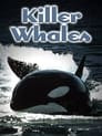 Killer Whales: Up Close and Personal