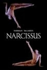 Narcissus