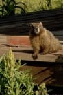 The Study Of Groundhogs A Real Life Look At Marmots