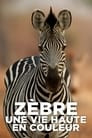 Zebre, une vie haute en couleur