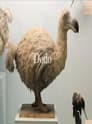 Dodo