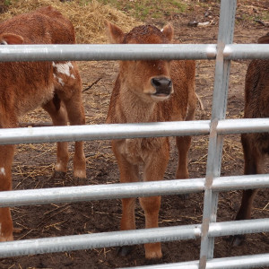 Season 16 Episode 10