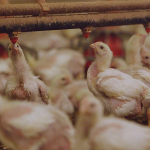 Season 32 Episode 15