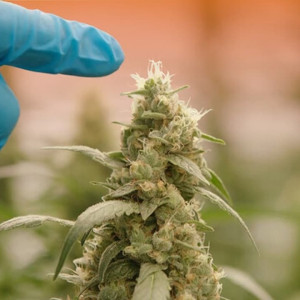 Season 30 Episode 10