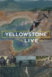 Yellowstone Live