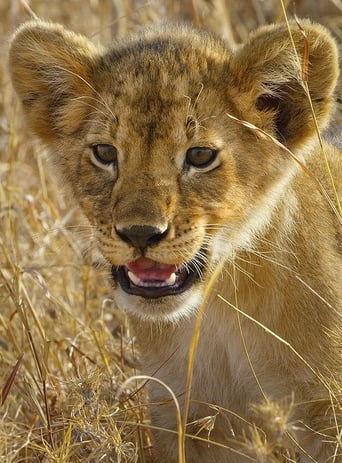 Serengeti - La grande cavalcade des animaux Season 1